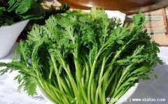 皇帝菜和茼蒿的区别图，同一种菜叫法不同