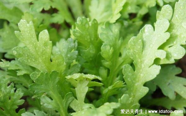 皇帝菜的功效与作用,利尿通便5大功效和茼蒿没有区别
