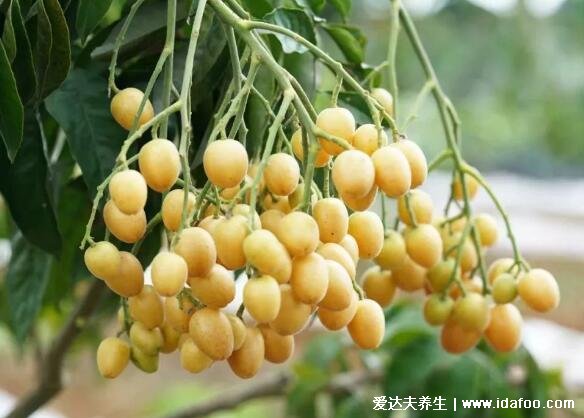 黄皮果的功效与作用上火还是降火,适量吃没事吃多了上火
