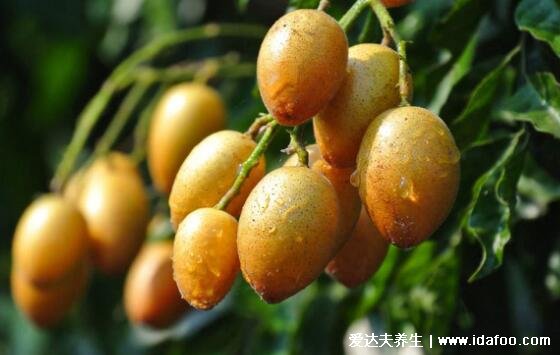黄皮果图片大全,黄皮果功效与作用吃法