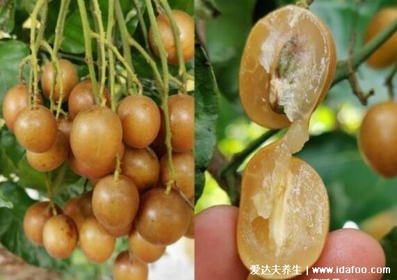 黄皮果图片大全,黄皮果功效与作用吃法