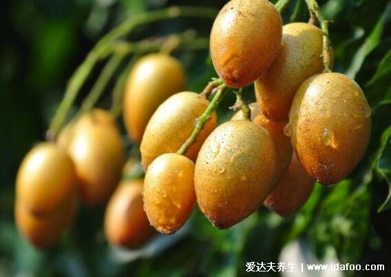 黄皮果图片大全大图,黄皮果的功效与作用及禁忌