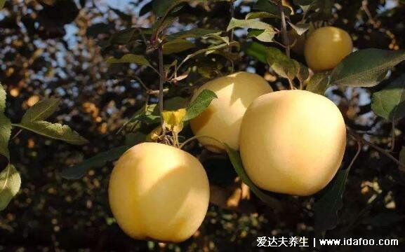 黄苹果是什么品种口感好吗，黄苹果与红苹果的区别