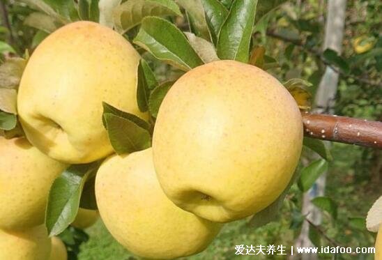 黄苹果是什么品种口感好吗，黄苹果与红苹果的区别