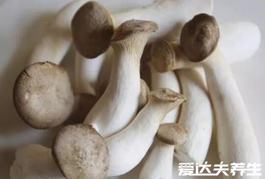 鸡腿菇和杏鲍菇的区别，不论外形还是口感皆不相同(鸡腿菇图片)