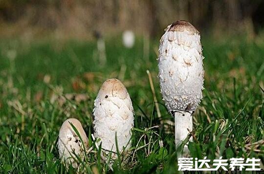 鸡腿菇和杏鲍菇的区别，不论外形还是口感皆不相同(鸡腿菇图片)