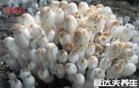 鸡腿菇和杏鲍菇的区别，不论外形还是口感皆不相同(鸡腿菇图片)