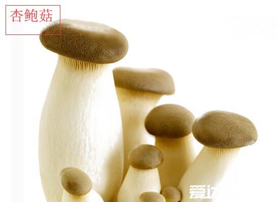 鸡腿菇和杏鲍菇的区别，不论外形还是口感皆不相同(鸡腿菇图片)