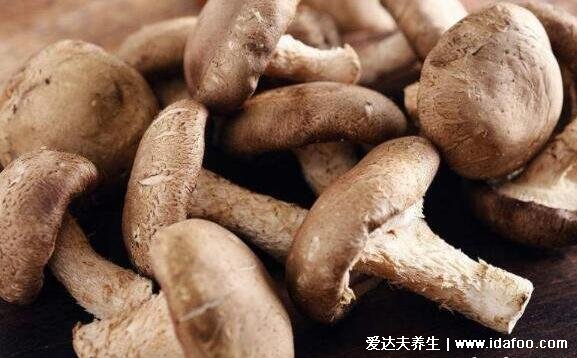 鸡腿菇和杏鲍菇的区别图片,白色菌盖外形像鸡腿的是鸡腿菇