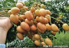 黄皮果图片大全,黄皮果功效与作用吃法