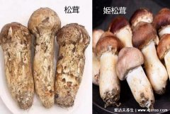 姬松茸和松茸的区别，5大区别价格相差30倍