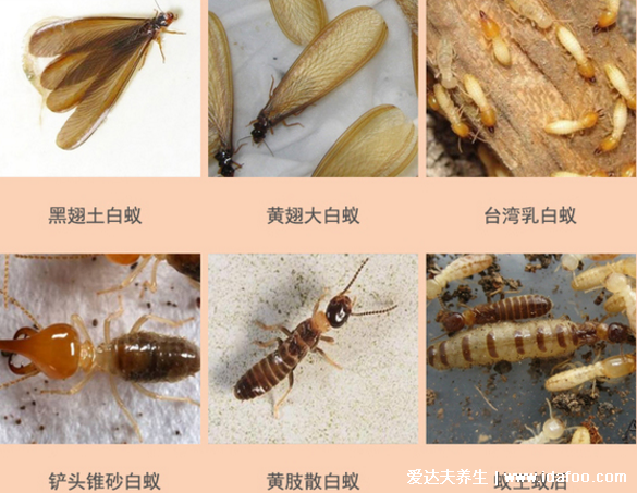 白蚁怎么消灭才干净,教你找到白蚁窝然后一举消灭