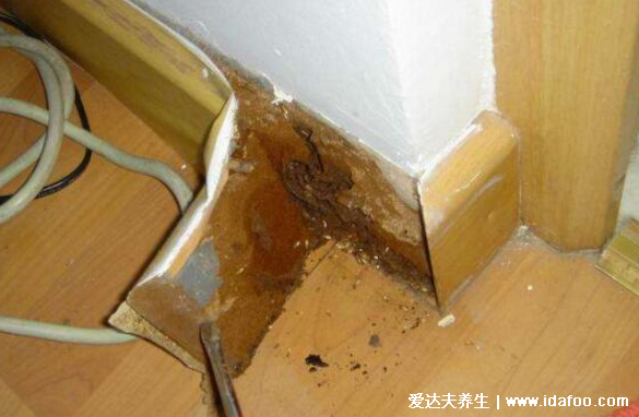 白蚁怎么消灭才干净,教你找到白蚁窝然后一举消灭