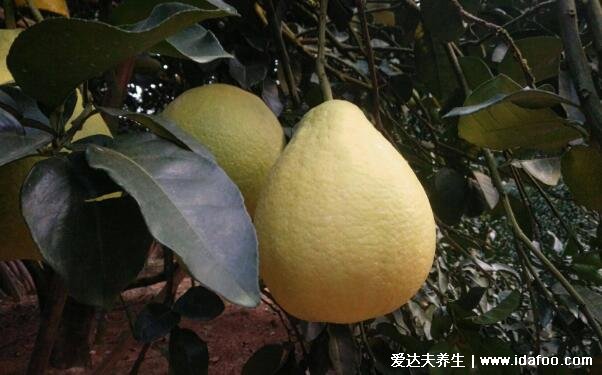 减肥降脂最快的十种食物,绿豆芽排第一芹菜上榜能降三高