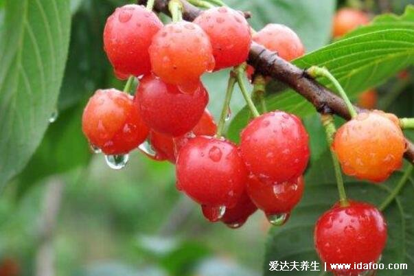 降尿酸的8种食物,每天喝1500-2000ml的白开水最简单有效
