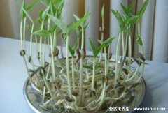 降血脂最有效5种食物，绿豆芽排胆固醇的效