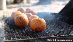 烤橘子的功效与作用,可治疗轻微风寒感冒