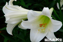 咳嗽吃什么食物好得最快最有效，百合花不