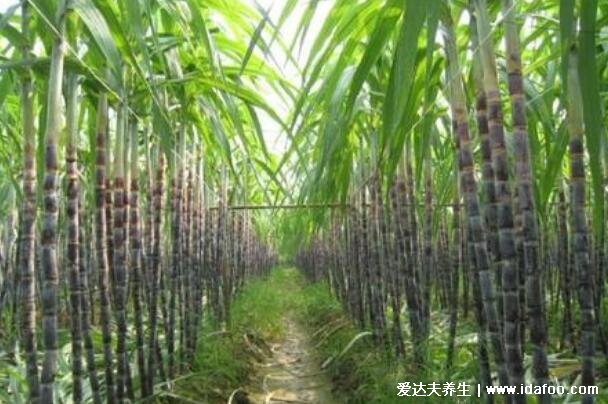 立冬当天吃什么传统食物,各种特色小吃除了饺子还有这4种