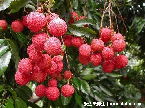 荔枝的功效与作用禁忌,可以美容养颜但是吃多了上火