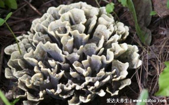 六种超级降压食物,除了蕨菜还有这五种好吃又降压