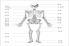 耻骨是哪个部位图片,如何按摩耻骨缓解疲