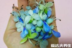 蓝蝴蝶的功效与作用及食用方法,做成花茶