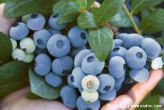 蓝莓怎么吃一天吃多少为宜，10-20颗洗净带皮
