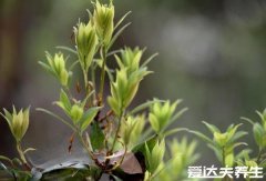 老鹰茶的功效和作用禁忌，补充营养等4大功