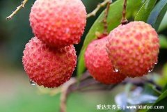 荔枝不能跟什么一起吃,不要和动物肝脏一