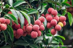 荔枝怎么保鲜时间长,用冰箱或者冰块(低温