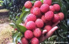 荔枝最好的前三个品种是什么,桂味荔枝带