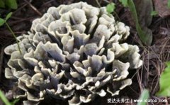 六种超级降压食物，除了蕨菜还有这五种好