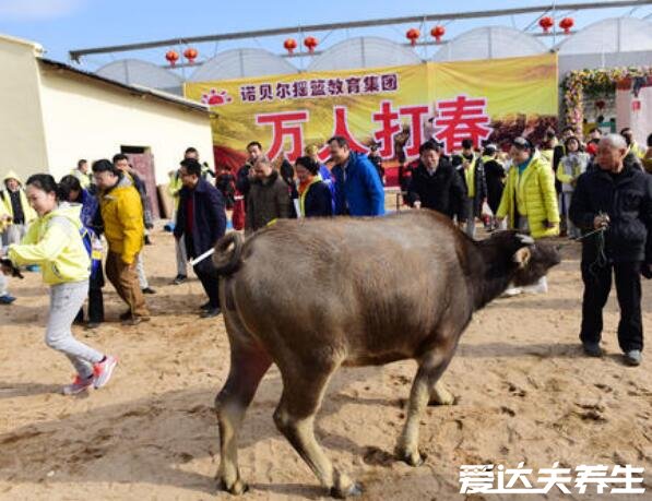 打春是什么意思,什么时候几点打春(是立春的传统祈福活动)