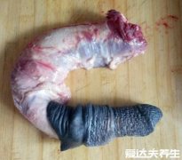 驴鞭吃多少能提高男性功能，驴鞭的作用与