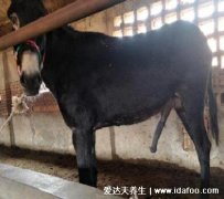 驴鞭是什么，功效与作用以及禁忌介绍(可以