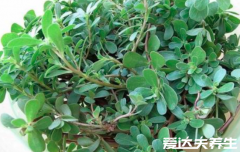 马齿苋的功效与作用及食用方法，不仅可以