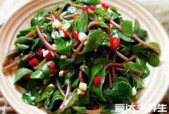 马齿苋能治白发是真的吗，马齿苋的功效与