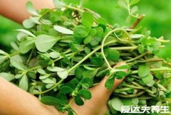 马齿苋图片功效与作用，是天然的抗生素有