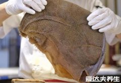 毛肚是什么动物身上的，牛的瘤胃吃火锅涮