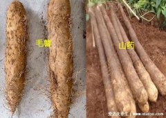 毛薯和山药的区别，外观口感还有功效作用