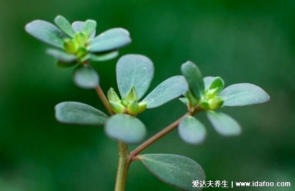马齿苋怎么吃,除了炒着吃试试火腿马齿苋饼(附视频做法)