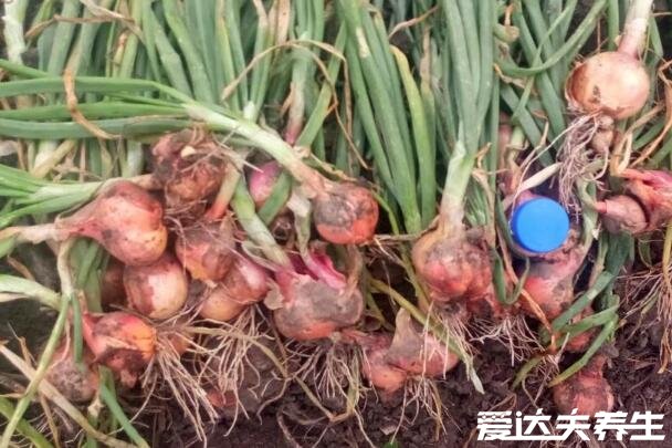 毛葱的功效与作用及禁忌,毛葱和洋葱的区别