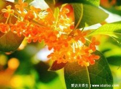 丹桂飘香是什么季节，指的秋季因为丹桂在