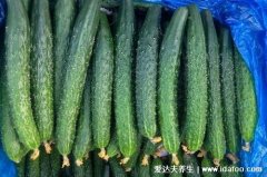 每天吃一根黄瓜坚持了一个月,既排毒养颜