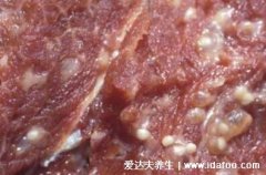 米猪肉图片鉴别方法，有米粒大乳白色水