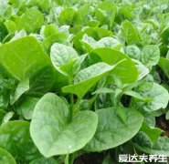 木耳菜的功效与作用，能保肝护肝降压降脂