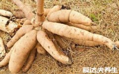 木薯是什么有毒吗，大戟科植物的块根有毒