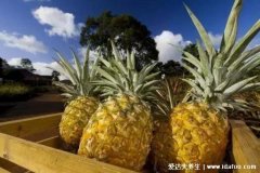 男生为什么要多吃菠萝，真的能使精液变甜