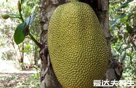 木菠萝的营养价值及功效,与菠萝蜜的区别(木菠萝等于菠萝蜜)